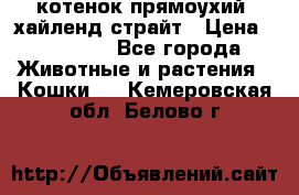 котенок прямоухий  хайленд страйт › Цена ­ 10 000 - Все города Животные и растения » Кошки   . Кемеровская обл.,Белово г.